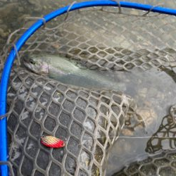 鬼怒川フィシングエリア　トラウト祭り