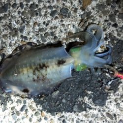 暗い時間帯だけでした。