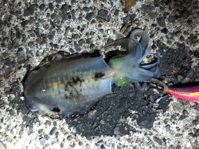 暗い時間帯だけでした。