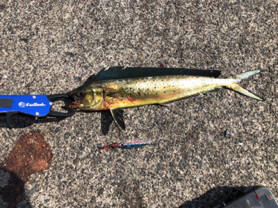 ボトムのペンペン