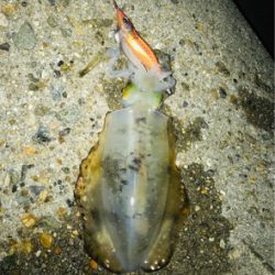 雨の前にエギング