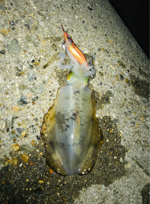 雨の前にエギング