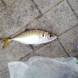 仕事前のちょい釣り