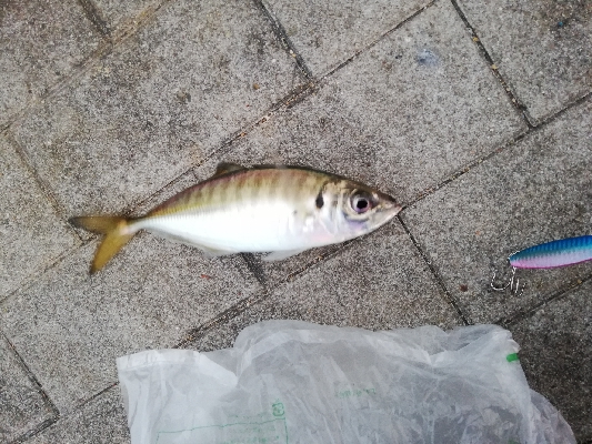 仕事前のちょい釣り