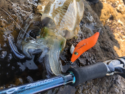 鷹島秋の数釣りエギング