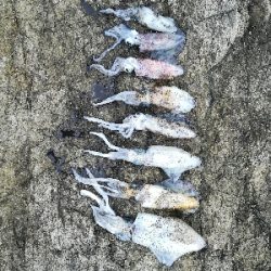 第三回アオリイカ調査