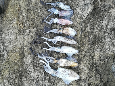 第三回アオリイカ調査