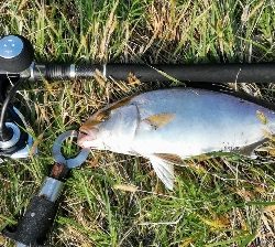 LSJigginger0755〜0845 アジンガー1900〜1935 2105〜2145