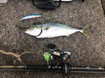 魚が釣りたくて