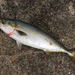 台風前に荒ぐい狙って