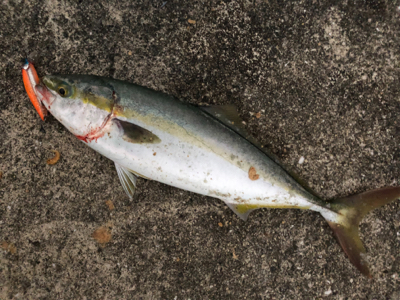 台風前に荒ぐい狙って
