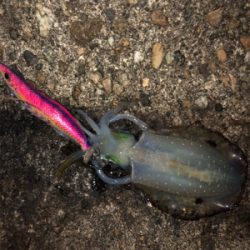 ナイトエギング