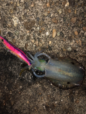 ナイトエギング