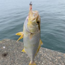 アジング  ジグたん