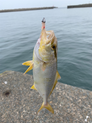 アジング  ジグたん