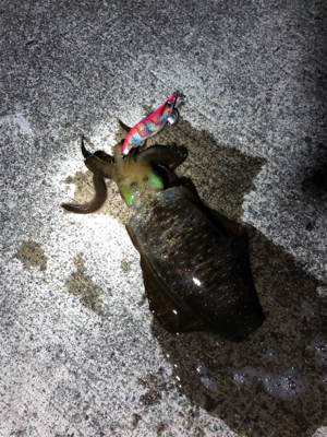 短時間エギング