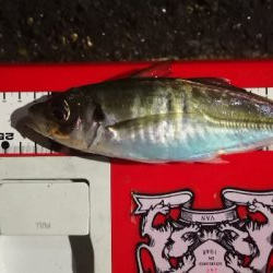 アジング練習30