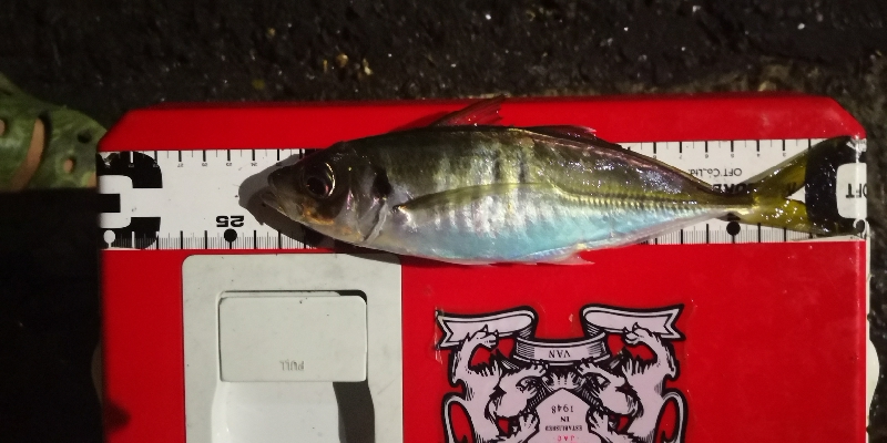 アジング練習30