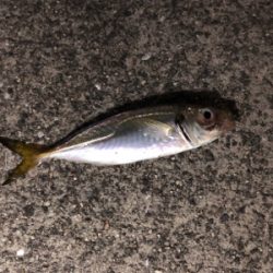 タッチー喰いが渋い（泣）