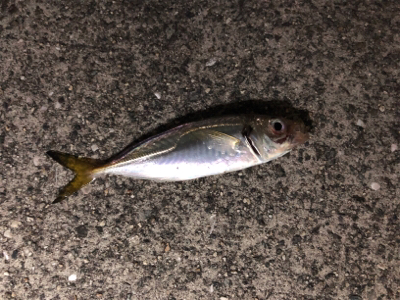 タッチー喰いが渋い（泣）