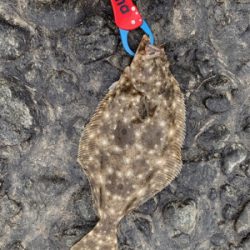 ワンピッチでヒラメ