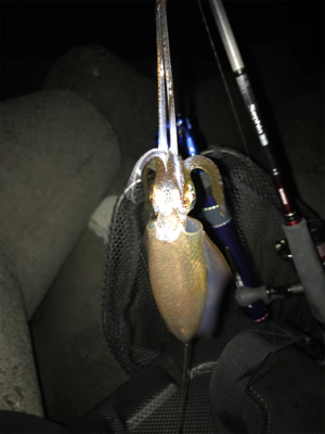 少し荒れてた方が釣れる?σ(^_^;)