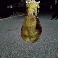 まだまだ小さい