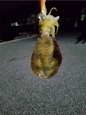 まだまだ小さい