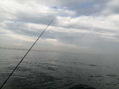 数年振りのシイラ