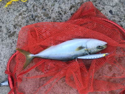 タチウオ不発ハマチ高活性