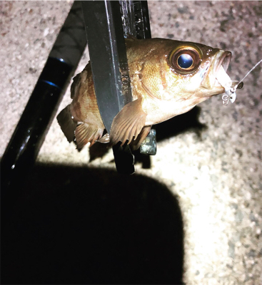 ライトゲーム‼︎