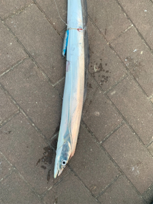 渋くなったけど、一応キャッチ！