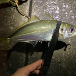 久々のアジング