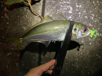 久々のアジング