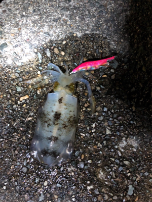 ここにもいました。