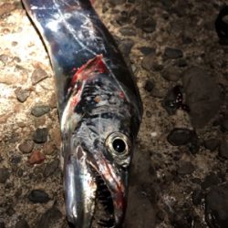 再びタチウオ回って来てますよ〜