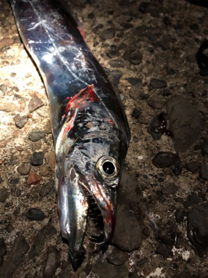 再びタチウオ回って来てますよ〜