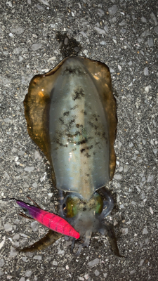 青物どこ行った…