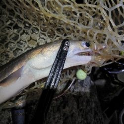 ワインドで鱧2匹め