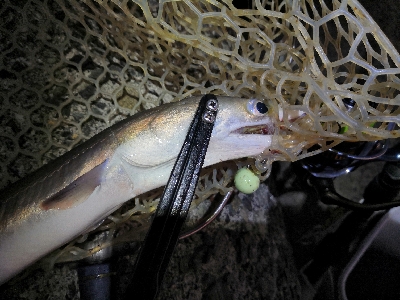 ワインドで鱧2匹め