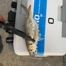 沖堤アジング＆ワインド