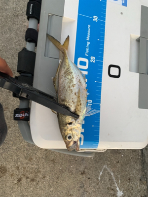 沖堤アジング＆ワインド