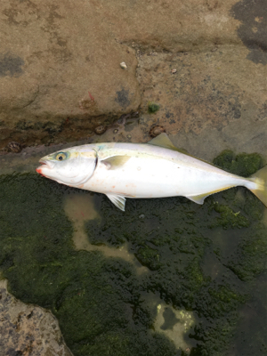 ショアジギング