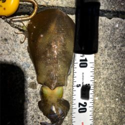 台風の影響か‥