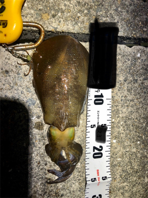 台風の影響か‥