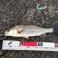 早朝シーバスゲーム