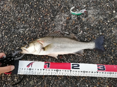 早朝シーバスゲーム