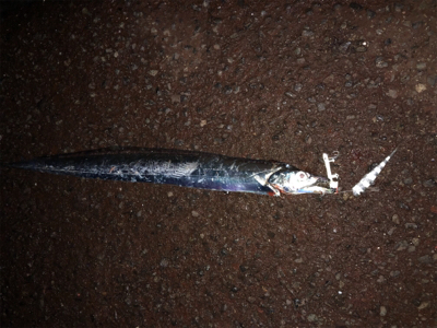 指5本太刀魚を隣の人が...。