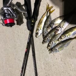 湾奥河口にタチウオはまだいないがアジはいる