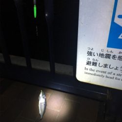 天保山 ウキ太刀魚のつもりが…